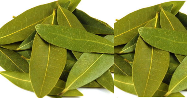 Bay leaf meaning in hindi, Spanish, Malyalam, tamil, telugu, urdu