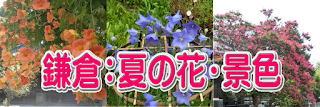  鎌倉：夏の花・景色
