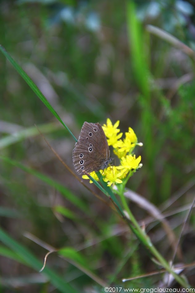 Le Tristan, Aphantopus hyperantus, Fontainebleau Le Tristan, Aphantopus hyperantus, Fontainebleau