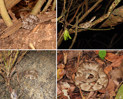 Bothrops_sazimai-novataxa_2016-Barbo-Gas