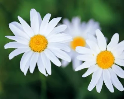 صورة زهور بيضاء جميلة