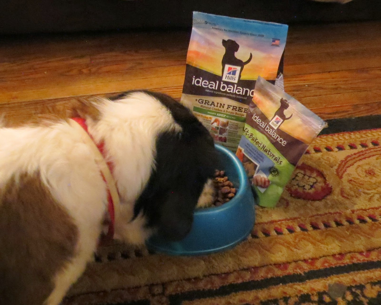 Ideal Balance Dog Food >> Marksvilleandme Hill S Ideal Balance Dog Food Sampling Ideal Balance Dog Food >> Marksvilleandme Hill S Ideal Balance Dog Food Sampling