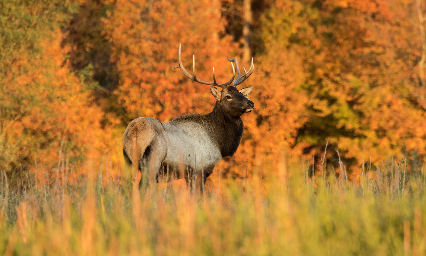 The Rural Blog Elk introduced in former surface mined land in Central
