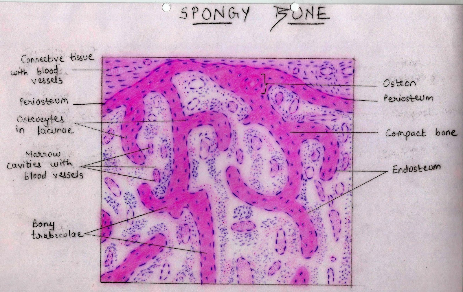 Histology Image: Bone