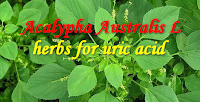 Best Herbal Remedy Uric Acid
