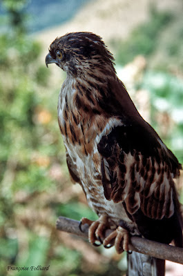 Halcón manchado Falco moluccensis