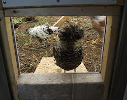 hoop coop chicken chickens deciding polish safe its