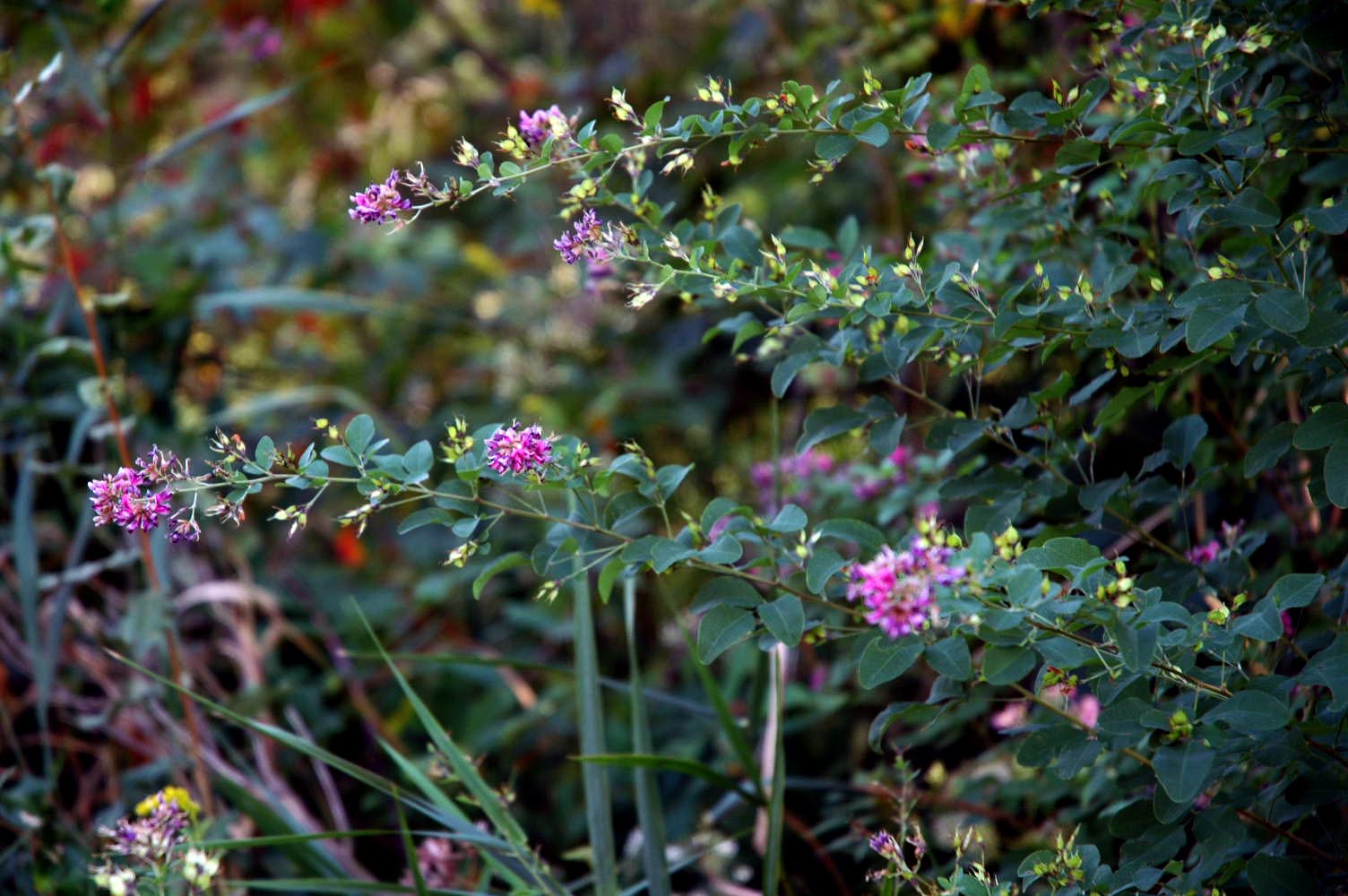 Field Biology in Southeastern Ohio Lespedeza Bush Clovers