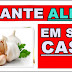 Como plantar alho em casa em vasos passo a passo