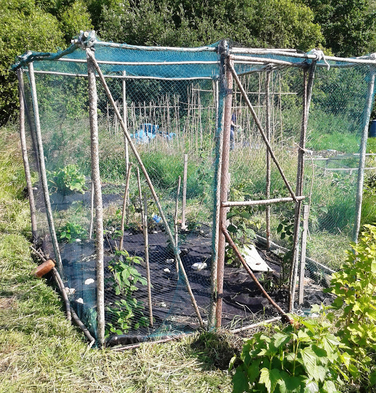 The Urbane Forager Rustic Fruit Cage Completion