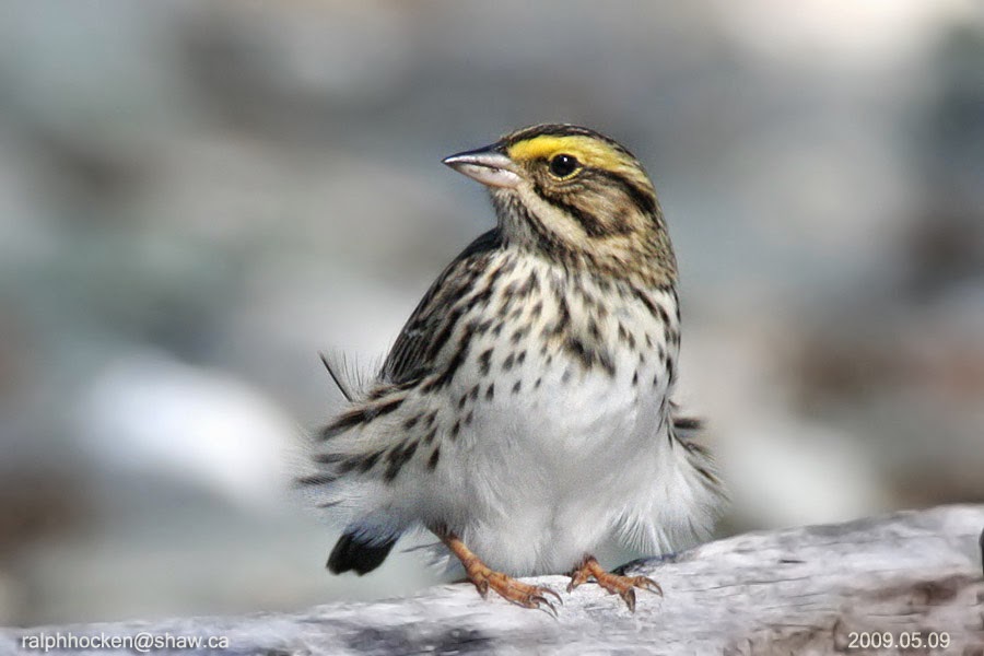 The Backyard Wildbird and Nature Store Nanaimo bird report, July 13, 2014