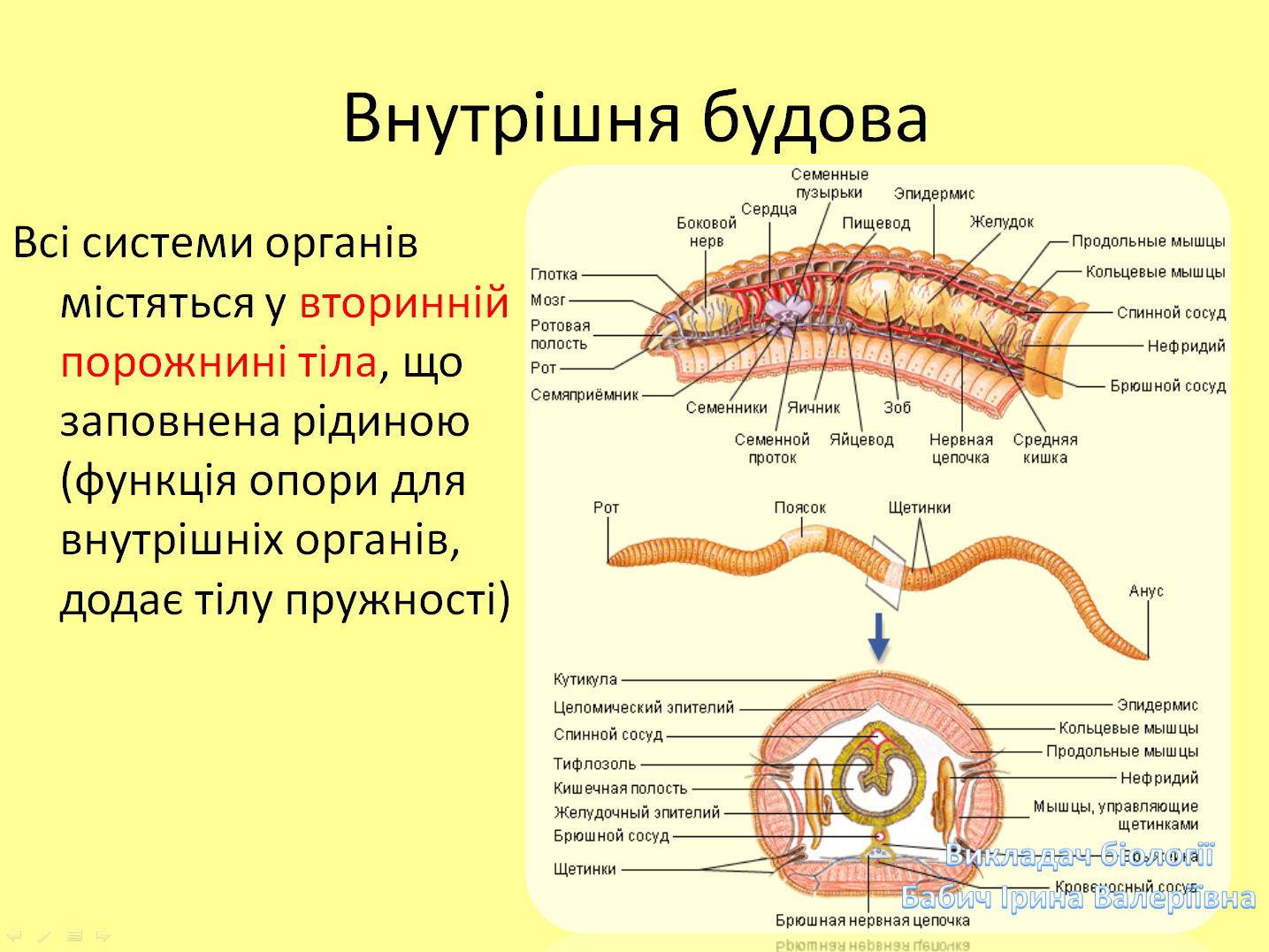 Кольцевые сосуды дождевого червя. Кольчатые черви строение половая система. Кровообращение кольчатых червей. Строение кольчатых червей половая система. Сердце кольчатых червей.