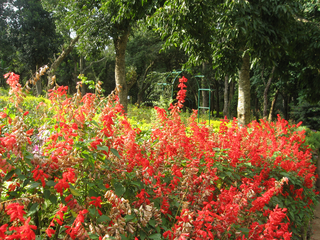 Tamilnadu Tourism Rose Garden, Yercaud