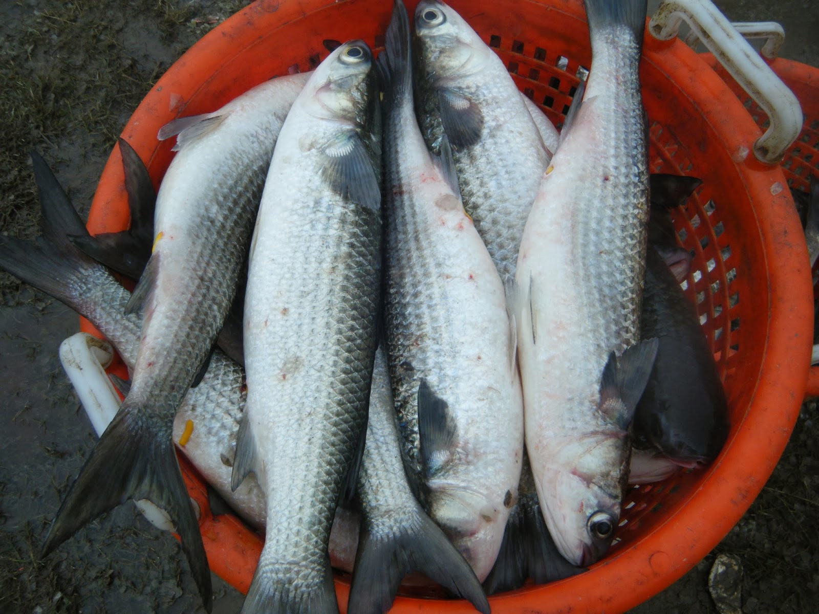 Beaches History: Smoked Mullet