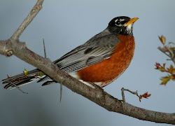 robin birds bird robins usa american orange breast morning illinois breasted head north haiku spring winter animal early found michigan