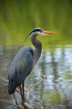 birds images