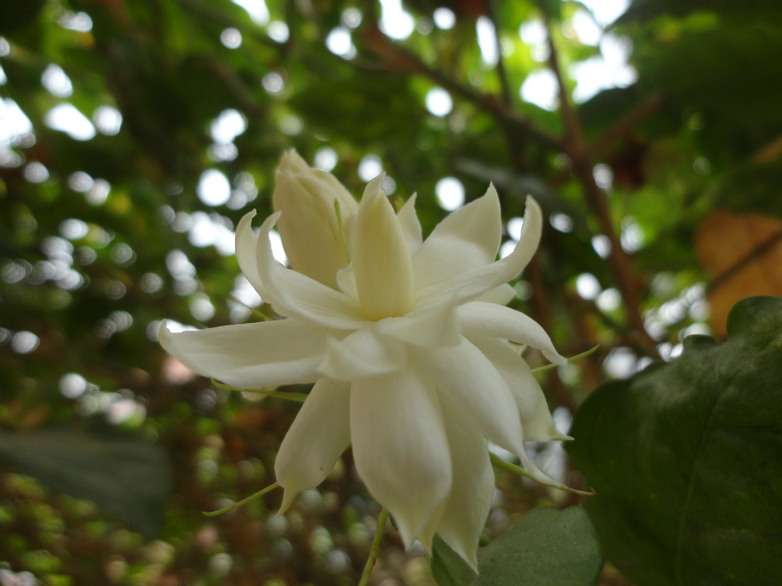 HASHAM TODAY!!! BELA FLOWER