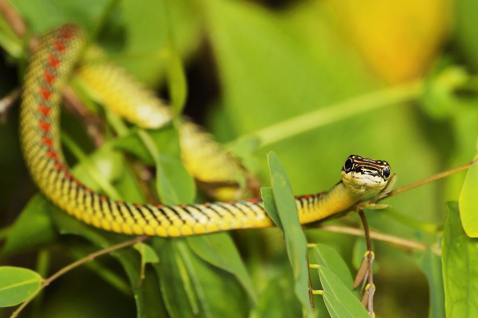 lots of snakes in dreams meaning in islam lots of snakes in dreams meaning in islam