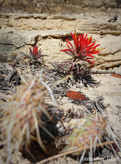 desert indian paintbrush