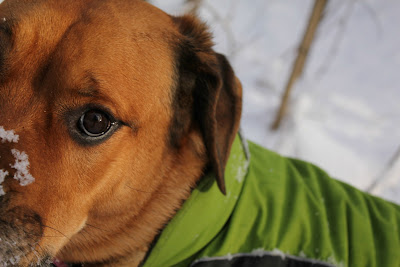 Mastiff-Rottweiler Chloe - Turtles and Tails blog