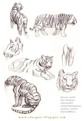 sketchbook drawings of tigers