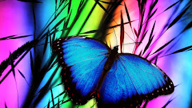 mariposa-sobre-el-arco-iris