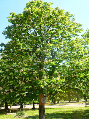 Castaño de la India aesculus hippocastanum