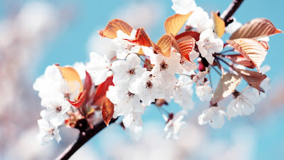 صور خلفيات شاشه