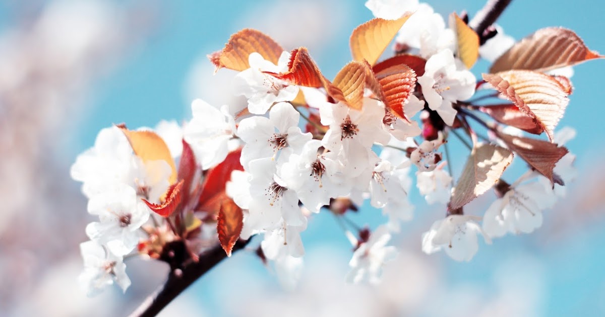 صور خلفيات شاشه 2021 جديدة بجودة hd