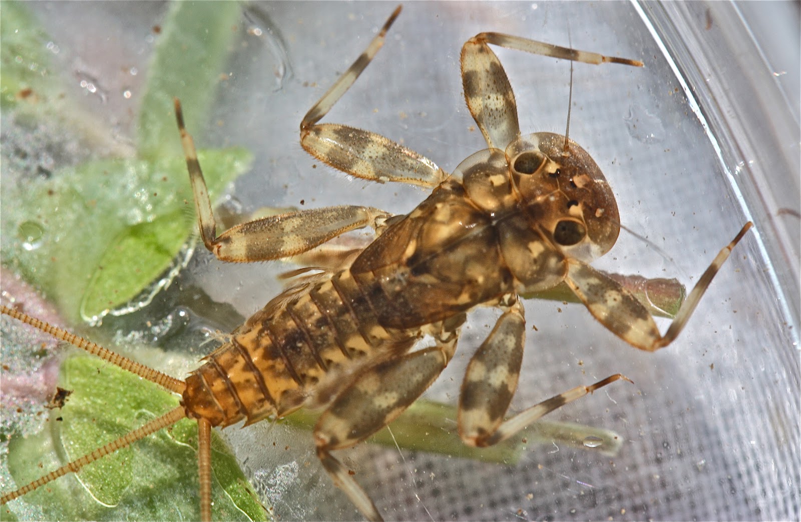 Aquatic Insects of Central Virginia: March 2012