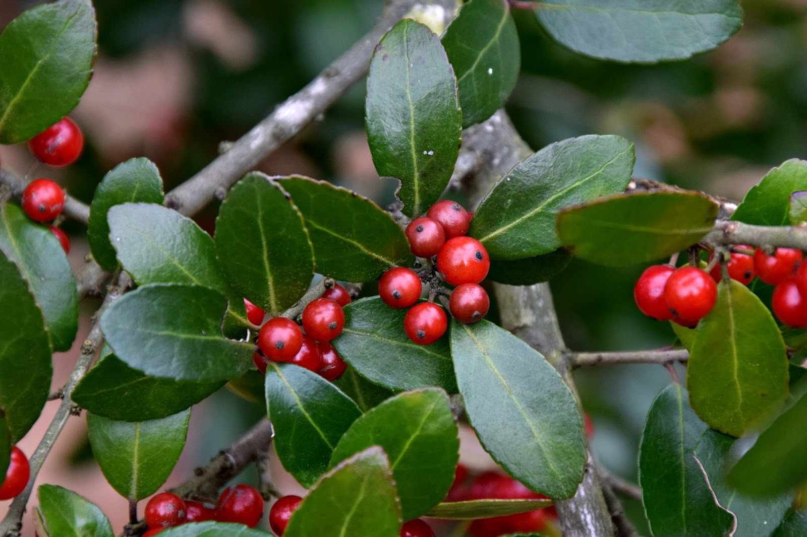 Using Native Plants Jolly Holly