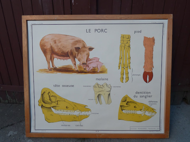 le porc et la vache affiche scolaire rossignol 1960