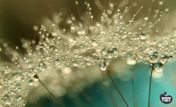 Dandelion Flower Wallpaper Dandelion Flower Wallpaper