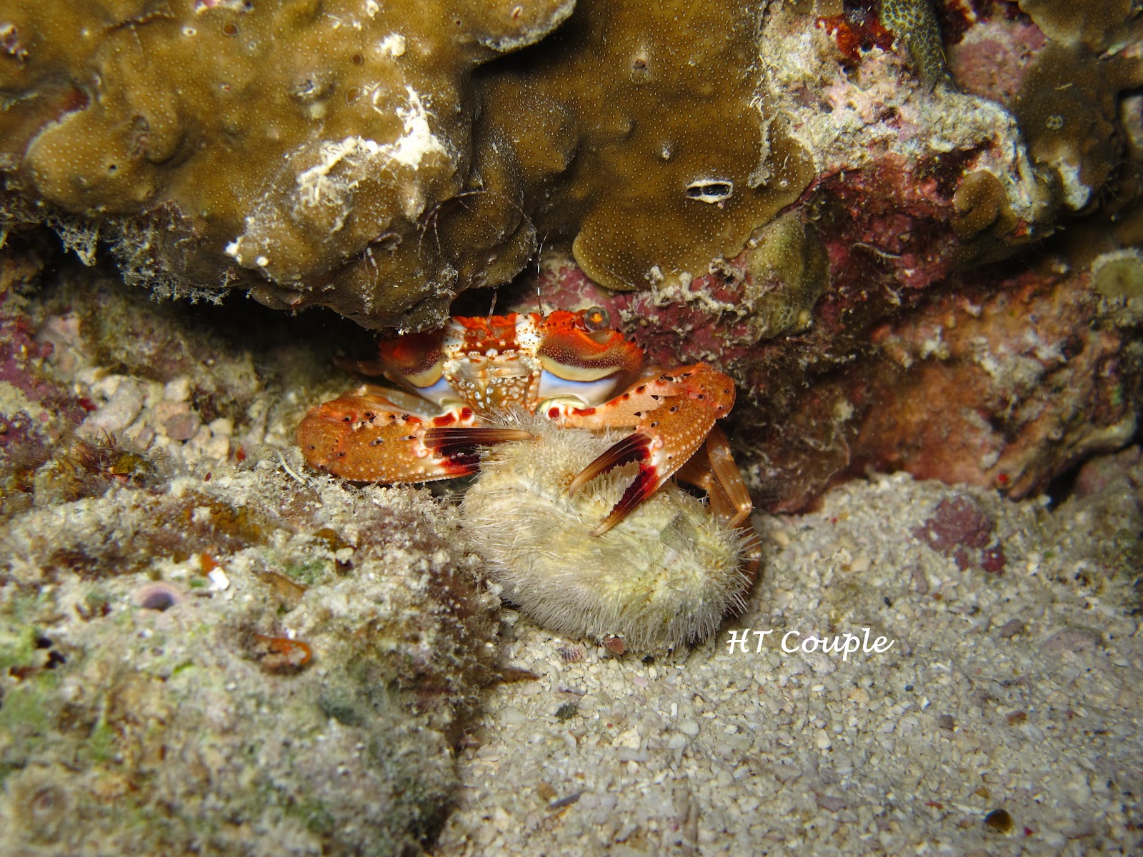 The HungryTrotting Couple.....goes ANYWHERE! Moalboal, Malapascua