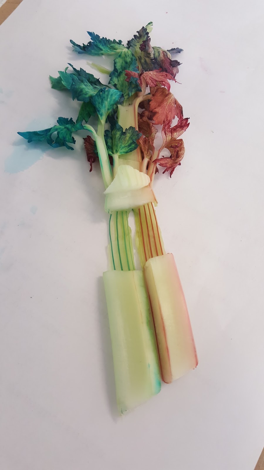 to 6 Integrity (2018)! Plant Transport System