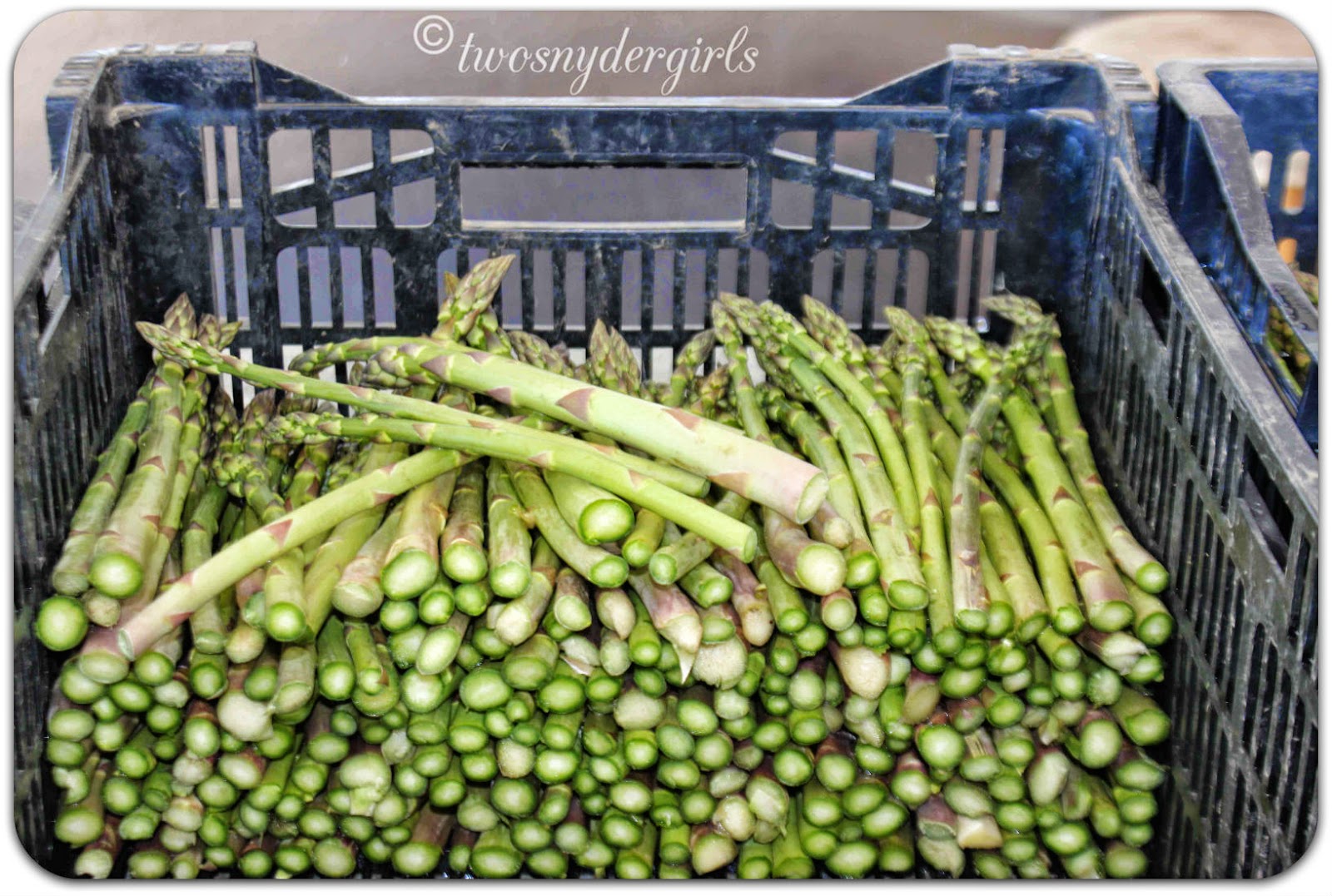 Asparagus Asparagus