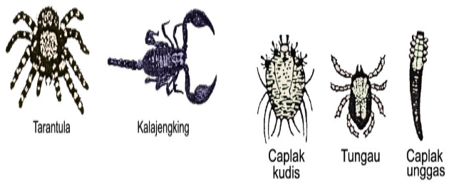 Pengertian dan Ciri Ciri Hewan  Filum Arthropoda  Kelas 