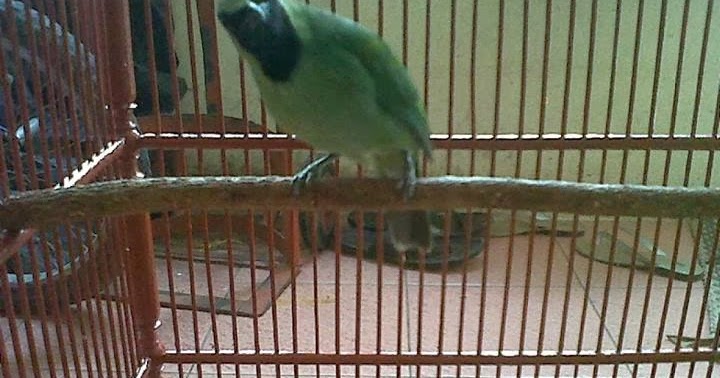 Cara Membedakan Burung Jantan Dan Betina Cucak Hijau