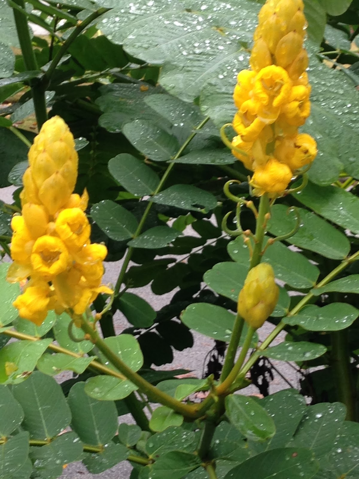 Memphis Trees Candle bush (Senna alata or Acacia alata)