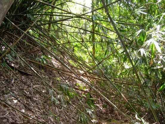 rumputan dengan rongga dan ruas di batangnya Ciri Khusus 6 Jenis Bambu dan Fungsinya/Manfaatnya