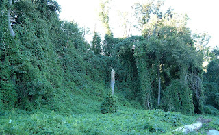 kudzu.jpg