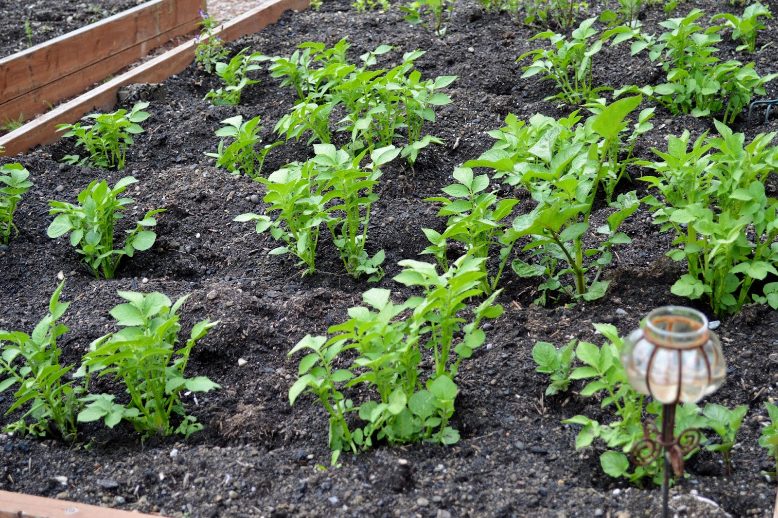 How To Grow New Potatoes aka Baby Spuds