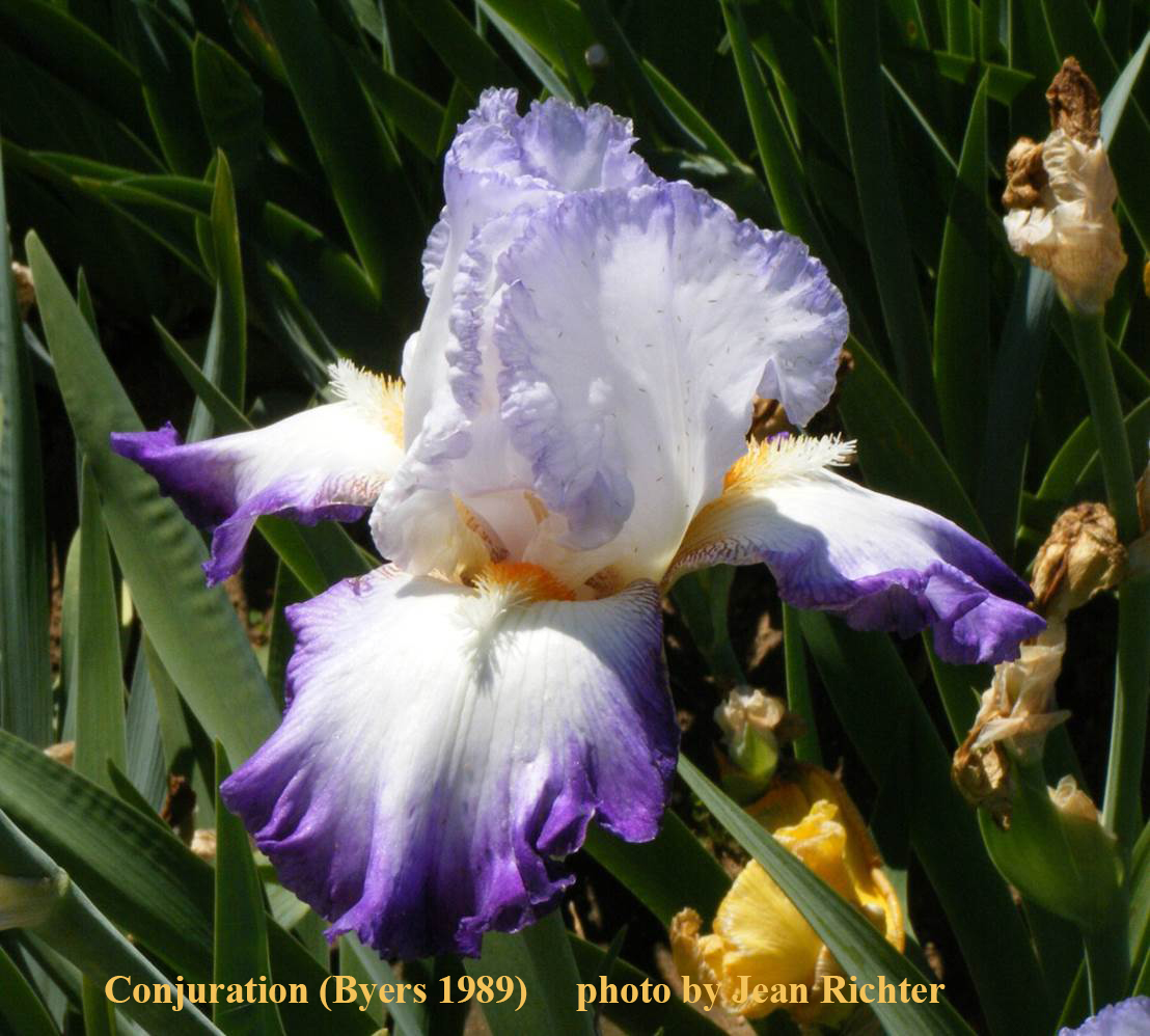 World of Irises Space Age Iris After Austin