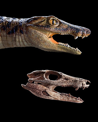 Fossil hunters unearth galloping, dinosaur-eating crocodiles in Sahara