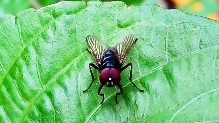 serangga lalat kecil