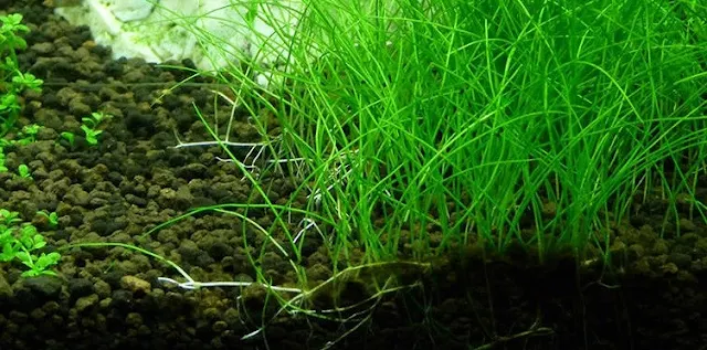 Dwarf Hairgrass - Cara Membuat Aquascape
