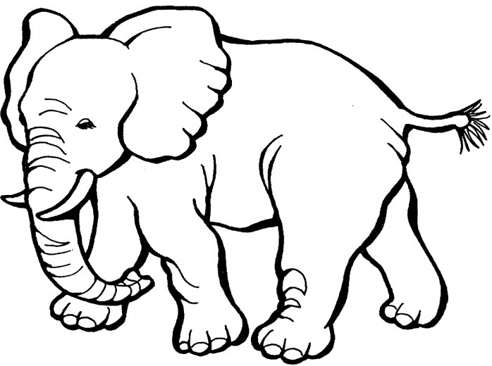 Sketsa Gambar Hewan Gajah Terbaru gambarcoloring