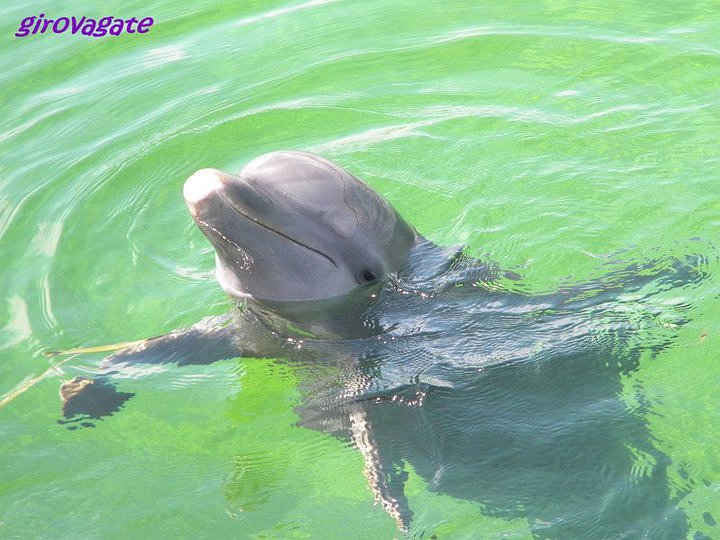 delfini escursione Varadero