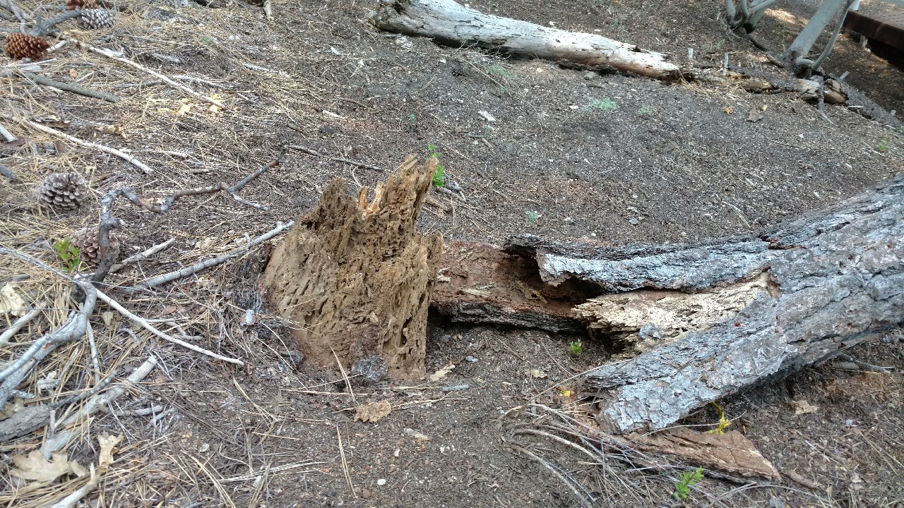 Sacramento Digs Gardening Watch out! Dead trees represent dangerous