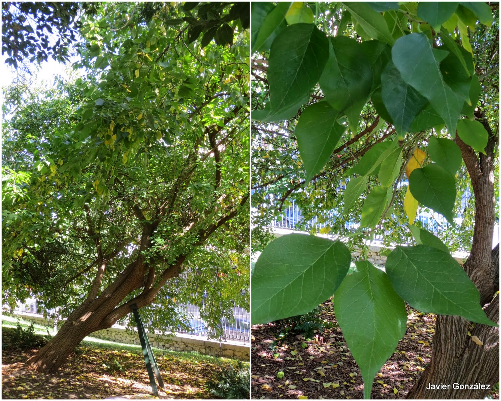 Parque del Retiro. Naranjo de los Osajes / Orange tree of Osajes